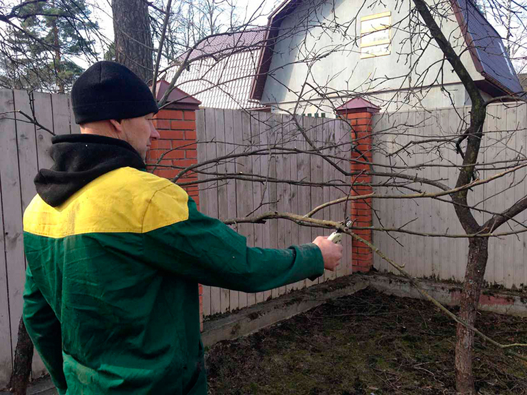 Pruning apple trees in autumn