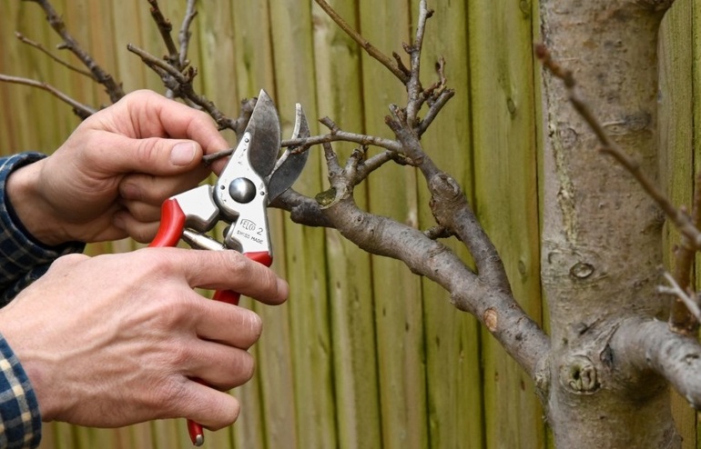 Autumn pruning of apple trees