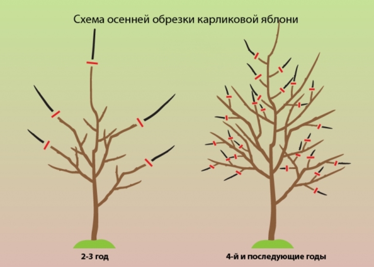 Scheme of autumn pruning dwarf apple tree