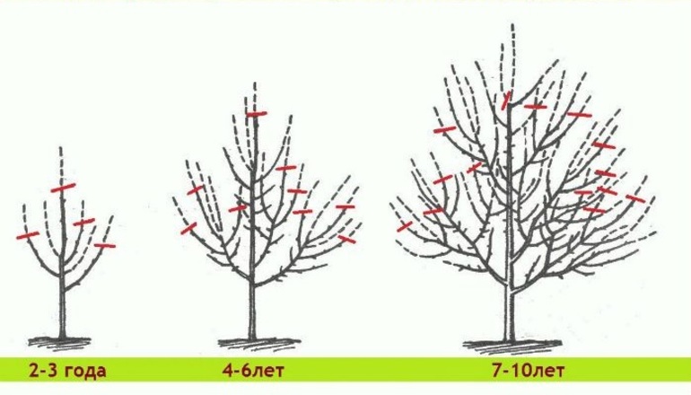 Autumn apple pruning scheme