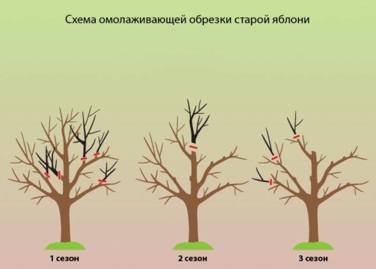 Scheme of anti-aging pruning of an old apple tree