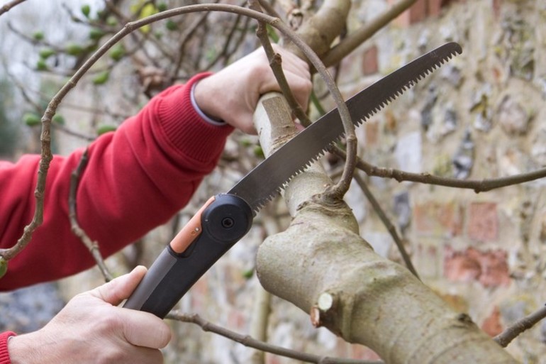 Autumn apple pruning for beginners