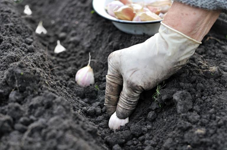 How to plant winter garlic
