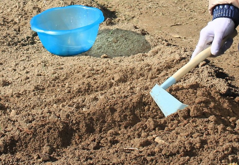 Garlic planting in autumn