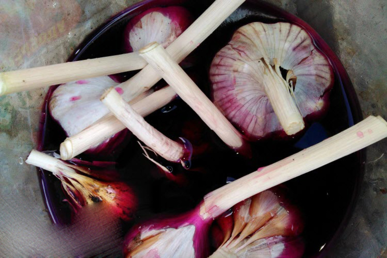 Planting garlic in the winter