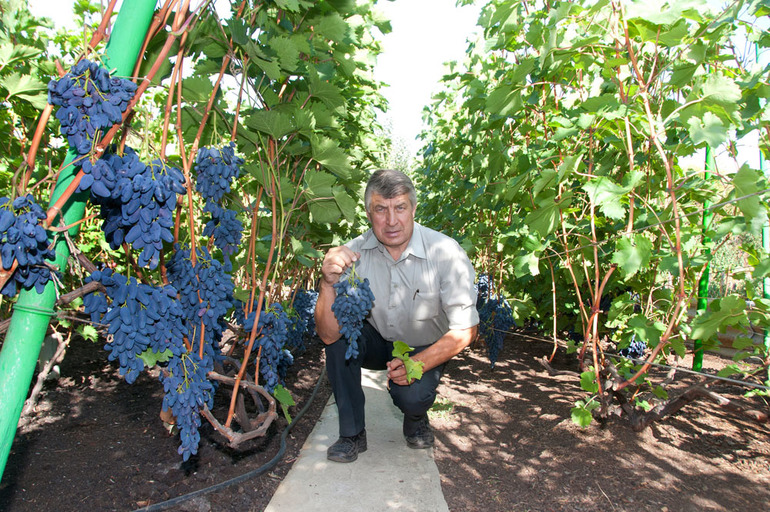 Grape growing