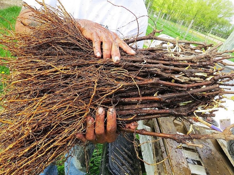 Grape vine selection