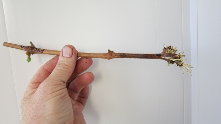 Preparation of grape cuttings for storage for the winter