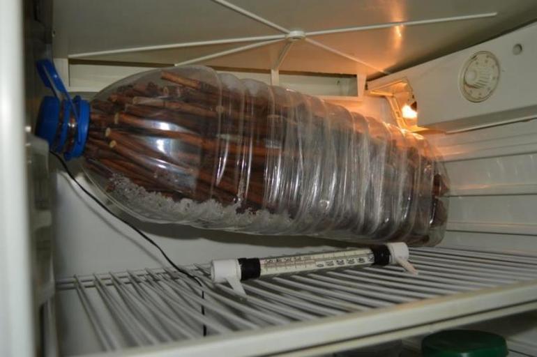 Storage of grape cuttings in the refrigerator