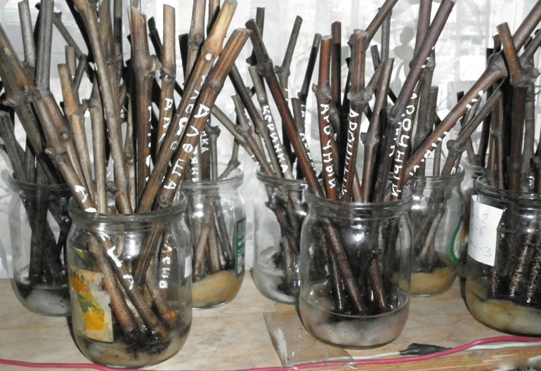 Storage of grape cuttings in the basement in winter