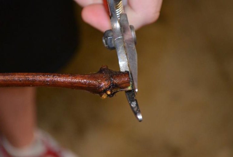 Checking grape cuttings before planting in spring