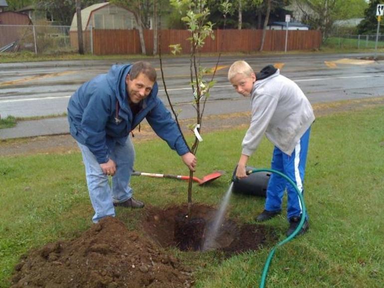 Proper planting of apple trees in autumn