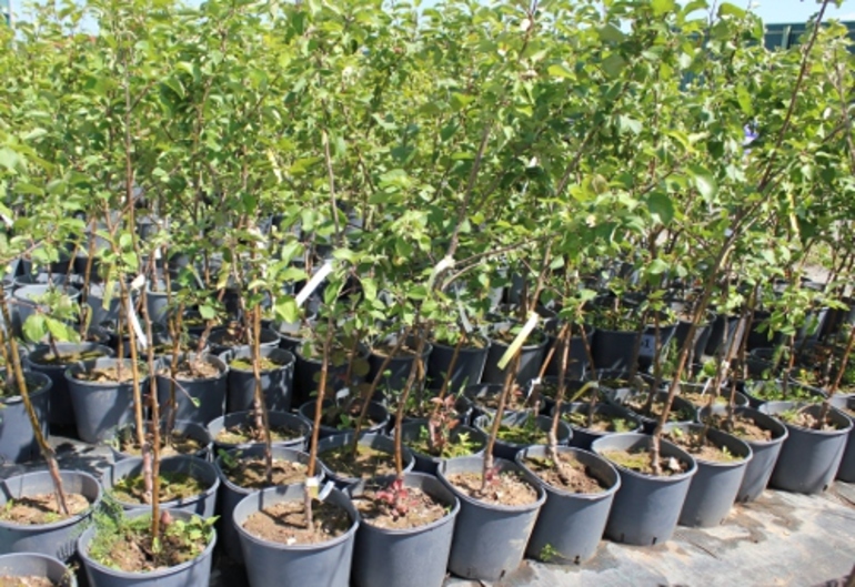 Important conditions for planting an apple tree