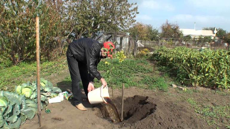 The benefits of autumn planting apple trees