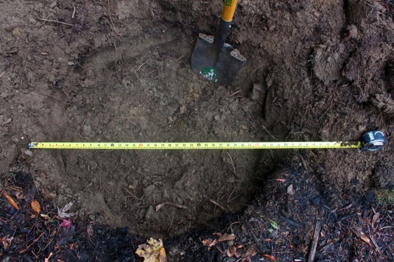 Autumn apple tree planting