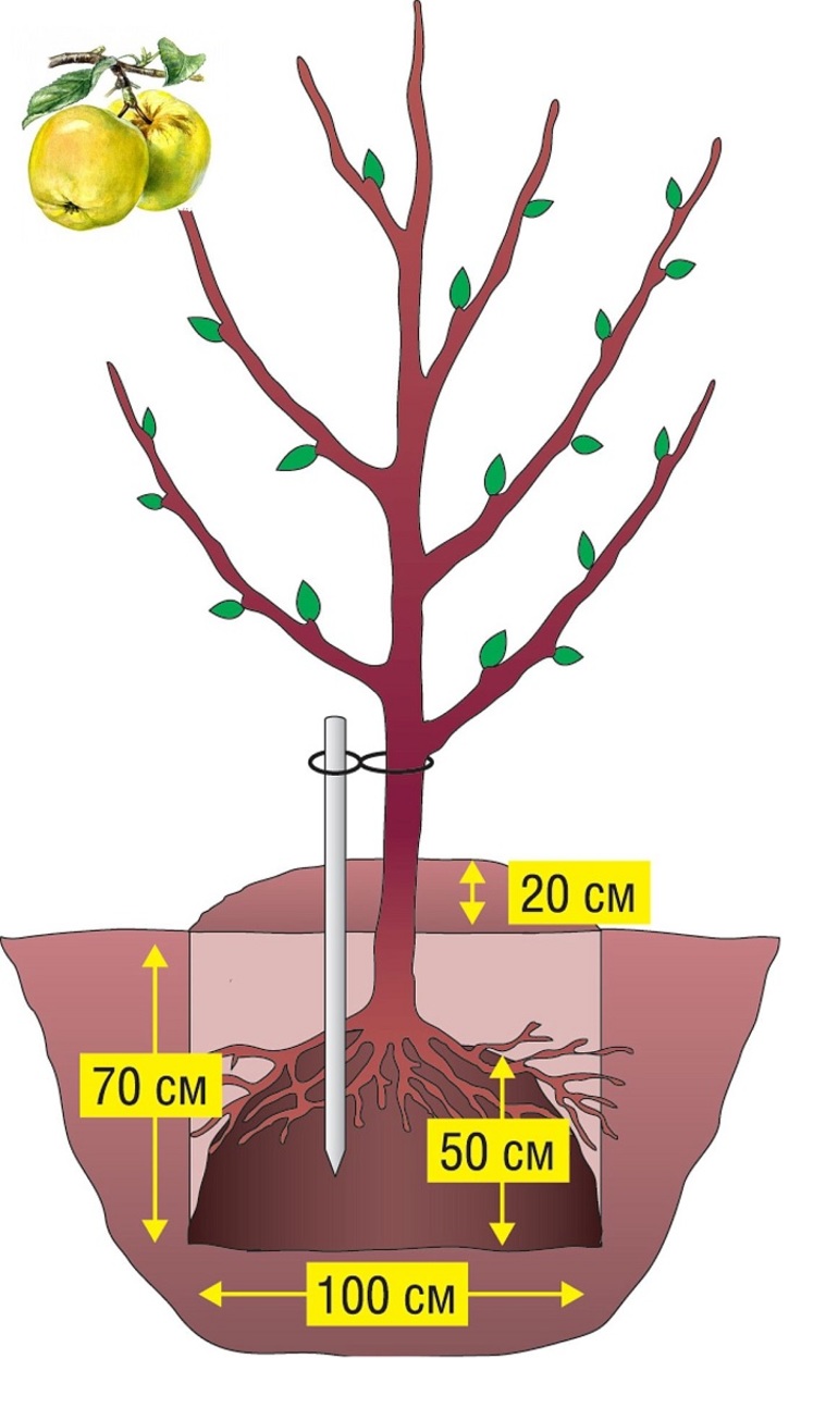 The disadvantages of autumn planting of apple trees