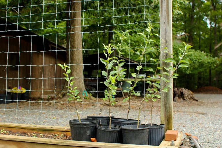 Advantages and disadvantages of autumn planting of apple trees
