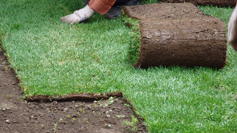 The procedure for planting an apple tree