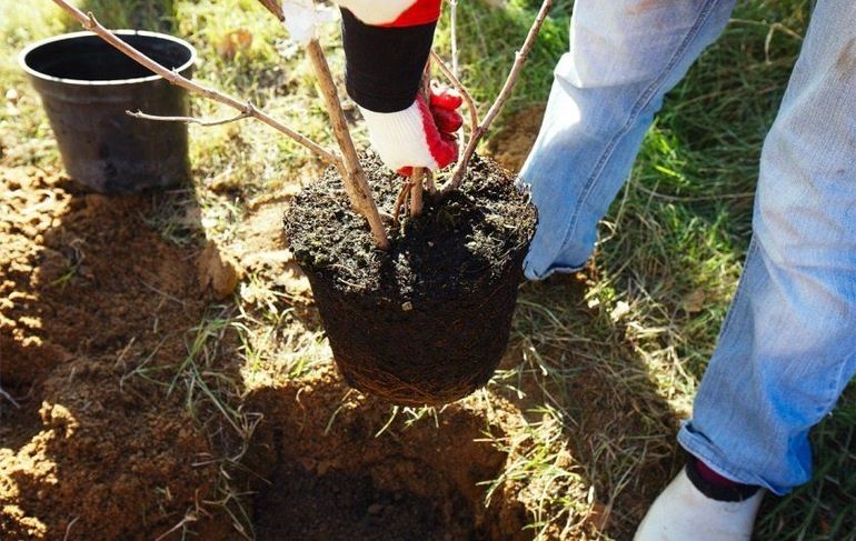 Purchase of apple tree seedlings