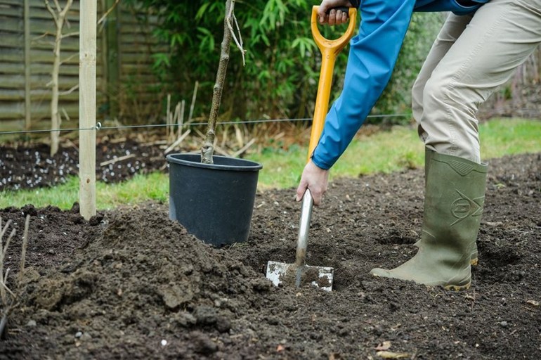 Planting apple trees in open ground