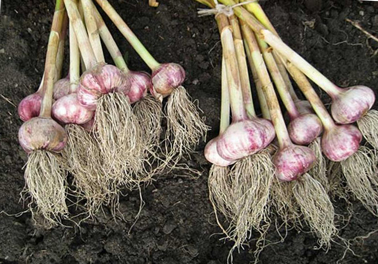 The right time to harvest