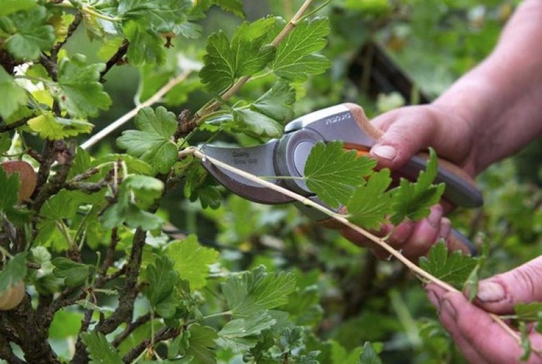Currant Care in Autumn