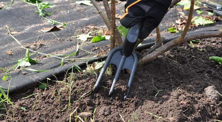 Preparation of currant bushes for winter