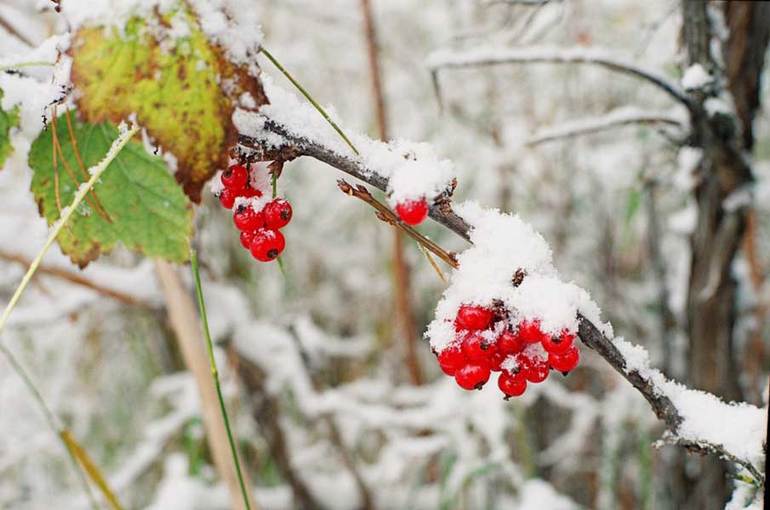 Preparing currants for winter