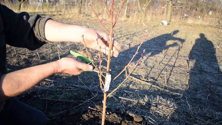 Peach pruning in the fall