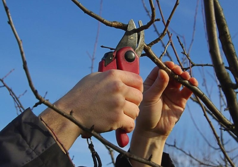 Crop pruning during development,