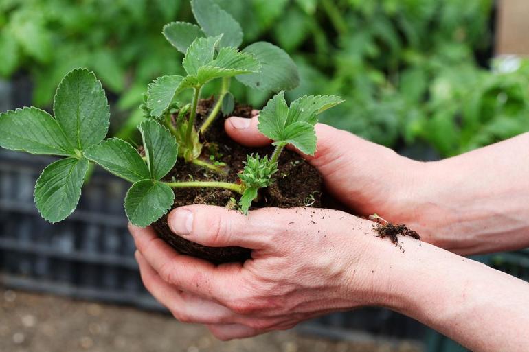 Autumn transplantation of strawberry bushes