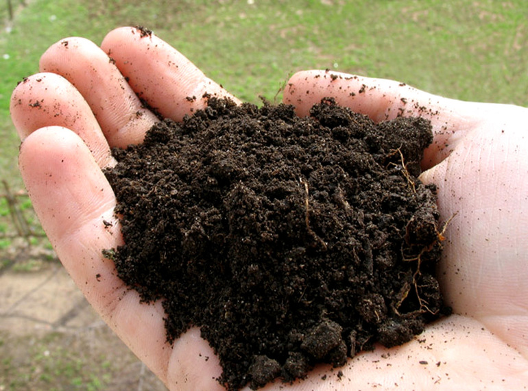 Earth feeds