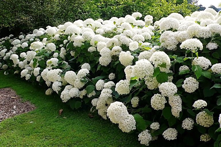 Tree hydrangea