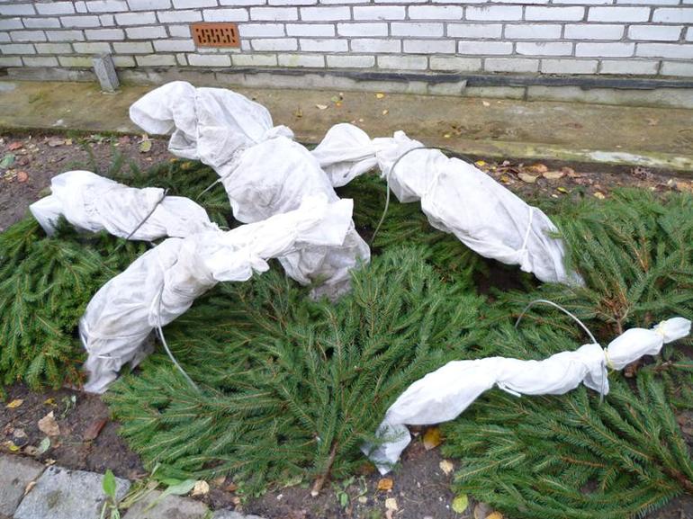 Winter hydrangea shelter