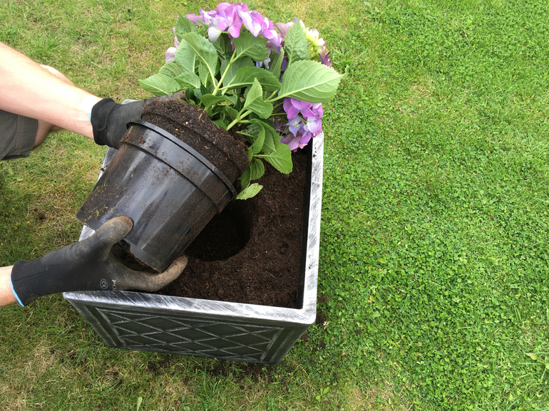 Planting hydrangeas in autumn in the open ground