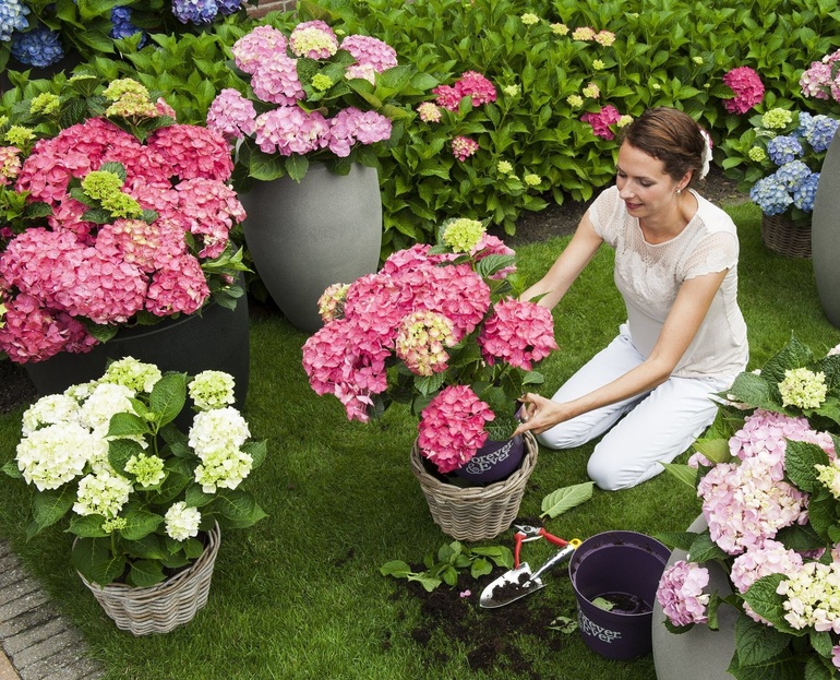 Choosing a place to plant hydrangeas
