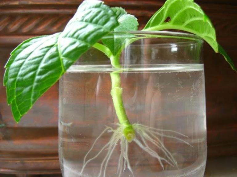 Hydrangea cuttings