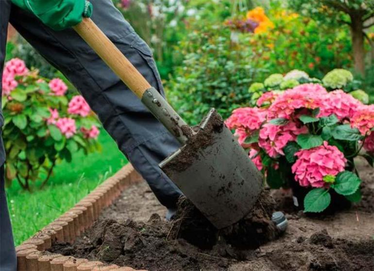 Rules for planting hydrangea
