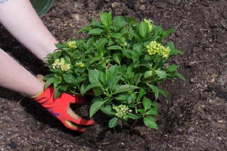 Features of hydrangea care