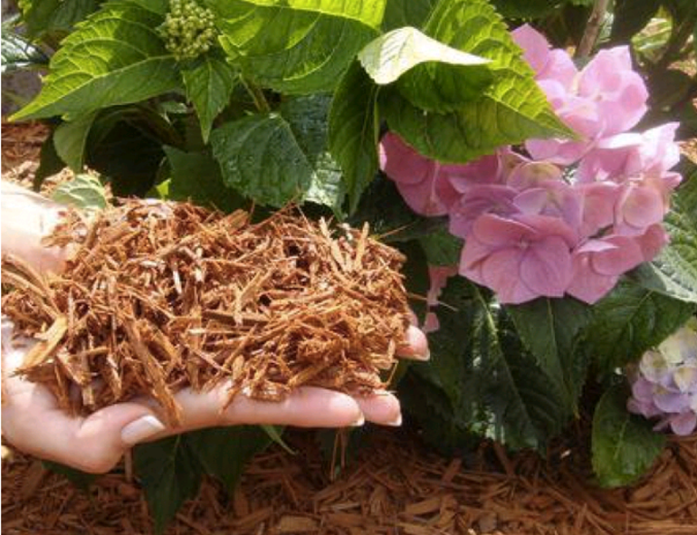 Preparing hydrangea for the winter