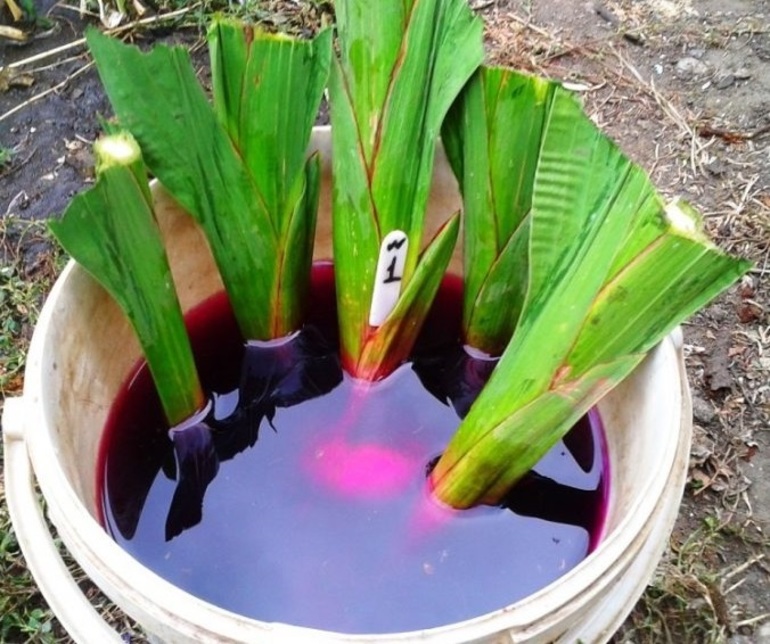 Liječenje gladiolus tuber