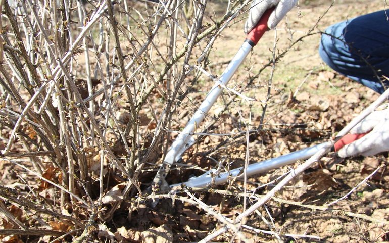 Pruning shrubs in autumn