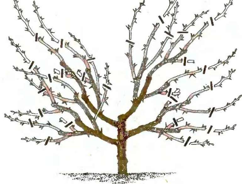 How to prune gooseberries