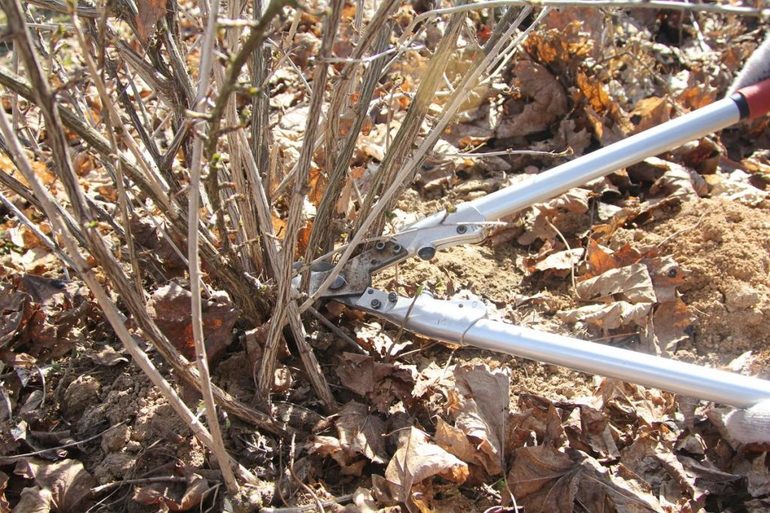 How to prune gooseberries