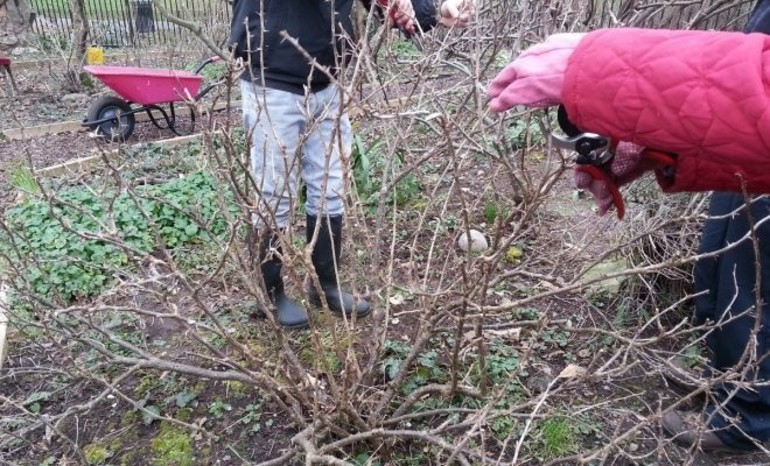 Shrub care in the fall