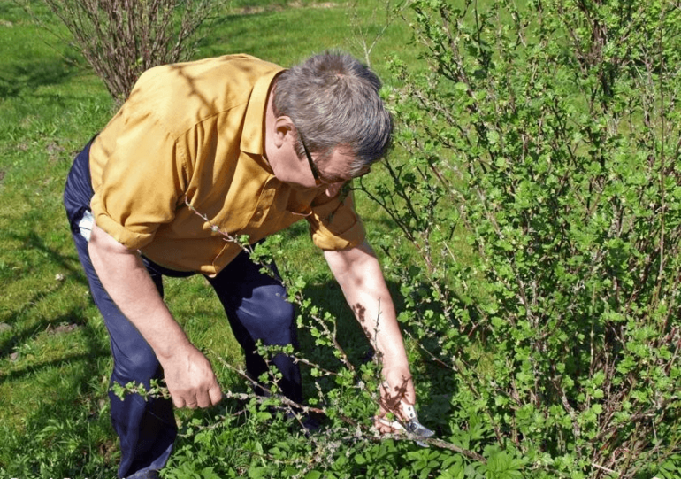 Gooseberry pruning procedure