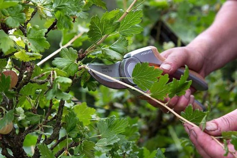 Shrub pruning