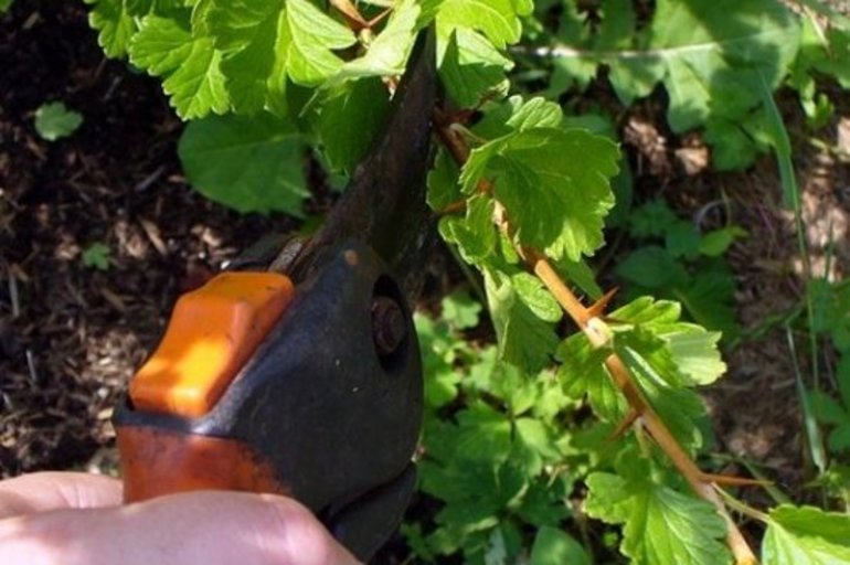 Gooseberry pruning rules