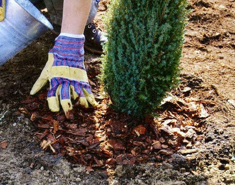 Thuja transplant in the fall to a new place