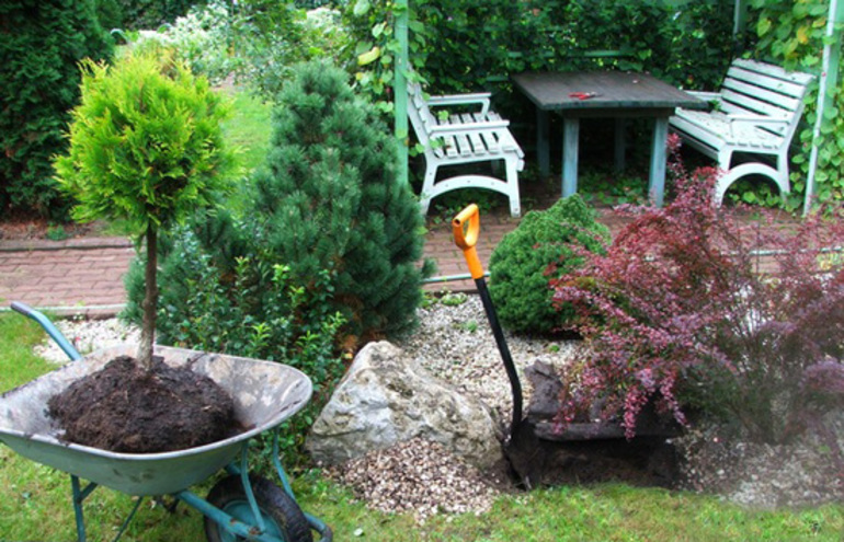 Thuja transplant features
